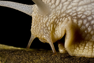 Image showing head of snail