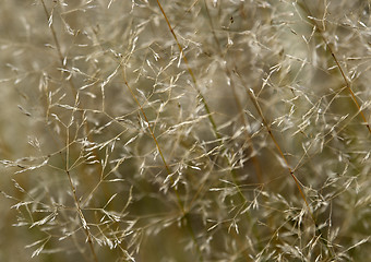 Image showing sere filigree grass detail