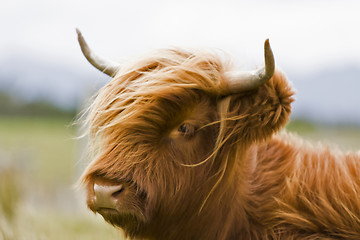 Image showing young brown highland cattle