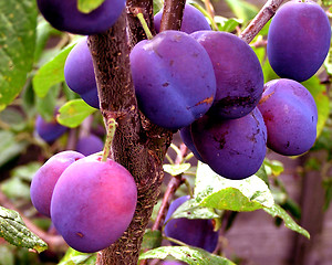 Image showing Damsons