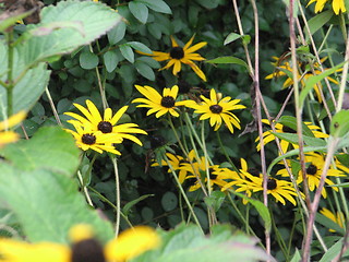 Image showing Black Eye Susan