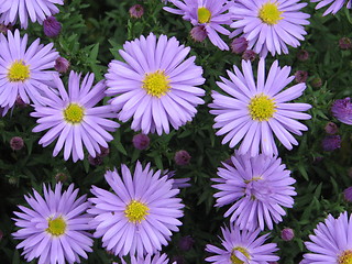 Image showing Purple flowers