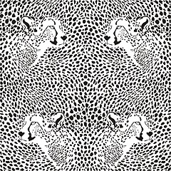 Image showing cheetahs background