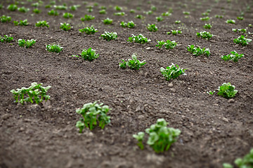 Image showing Potato sprouts in field