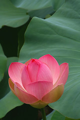 Image showing Pink Lotus Blossom