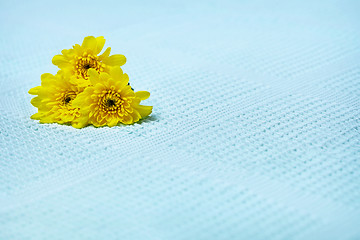 Image showing Yellow flowers on a blue towel