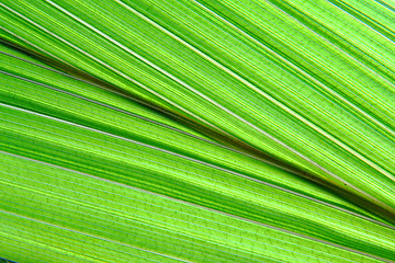 Image showing green palm leaf background