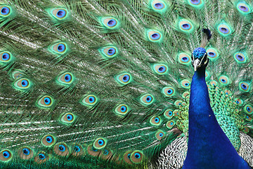 Image showing nice blue and green peacock