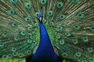 Image showing nice blue and green peacock