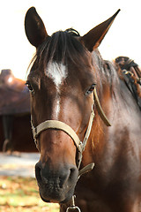 Image showing head of horse