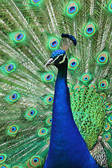 Image showing nice blue and green peacock