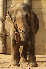 Image showing elephant