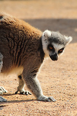 Image showing lemur monkey