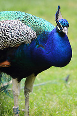 Image showing nice blue and green peacock