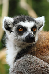 Image showing lemur monkey