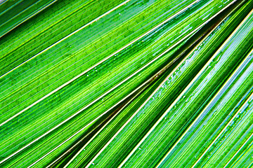 Image showing green palm leaf background