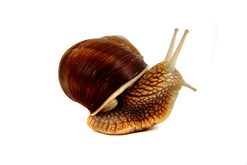 Image showing snail isolated on the white background