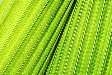 Image showing green palm leaf background