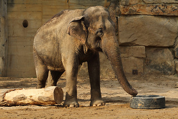 Image showing elephant