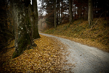 Image showing path in german forest