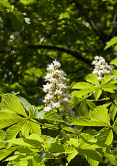 Image showing chestnut blossoms vertical