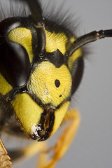 Image showing head of wasp in grey background