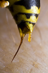 Image showing back of wasp in closeup