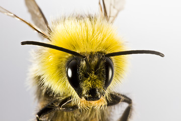 Image showing bumblebee in close up