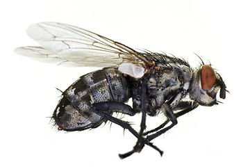 Image showing dead horse fly in close up