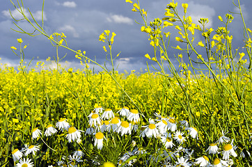 Image showing Rape field and chamomile marguerite closeup 