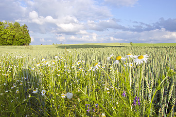 Image showing Agricultural field plant wheat rye grains daisy 