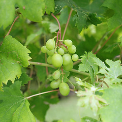 Image showing Grape picture