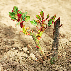 Image showing Rose sprouts in spring