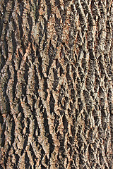 Image showing Bark of old tree