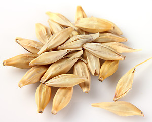 Image showing Oats in closeup