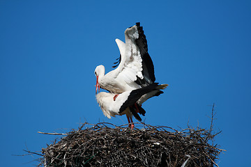 Image showing pair of storks