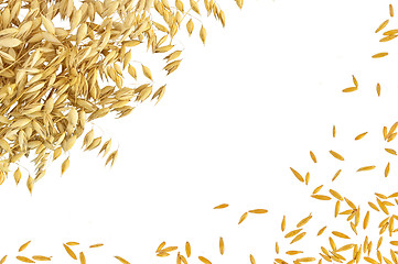 Image showing Frame from the stems and grains of oats on white background