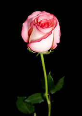 Image showing single rose on black