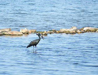 Image showing African Openbill in water scenery