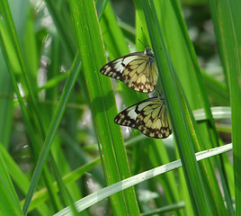 Image showing butterflies in sunny ambiance