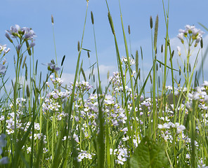 Image showing spring meadow detail with blue sky