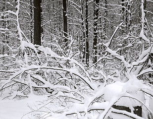 Image showing winter forest