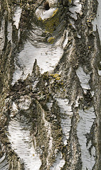 Image showing birch bark detail