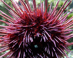 Image showing Sea urchin detail