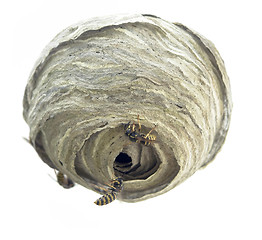 Image showing waspÂ´s nest