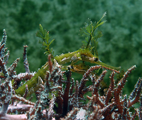 Image showing camouflaged Weedy sea dragon