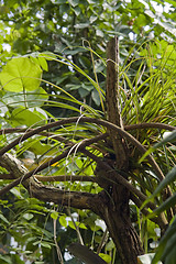 Image showing jungle vegetation