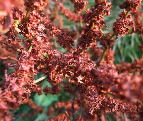 Image showing brown floral abstract