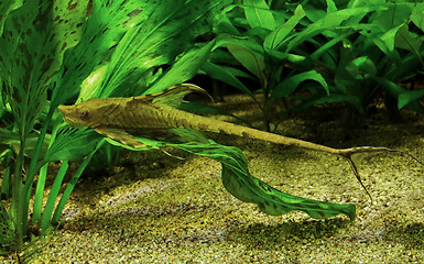 Image showing whiptail catfish