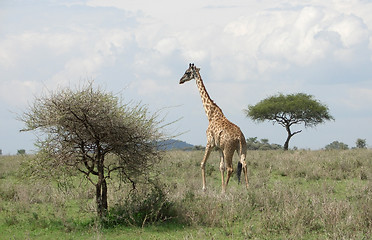 Image showing Giraffe in the savannah